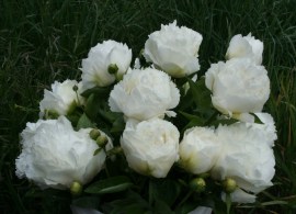 early white double